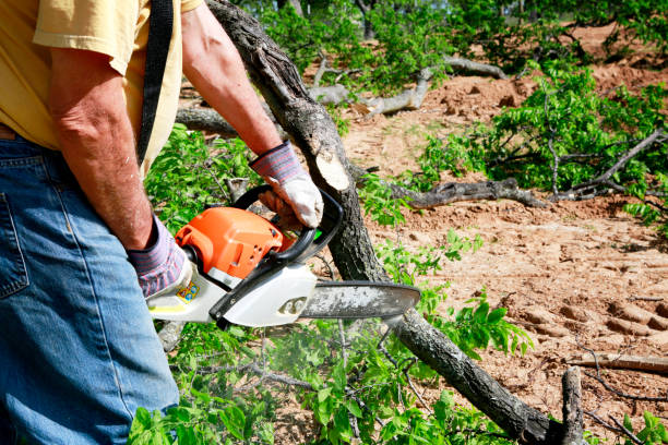 Garnet, CA Tree Service Company